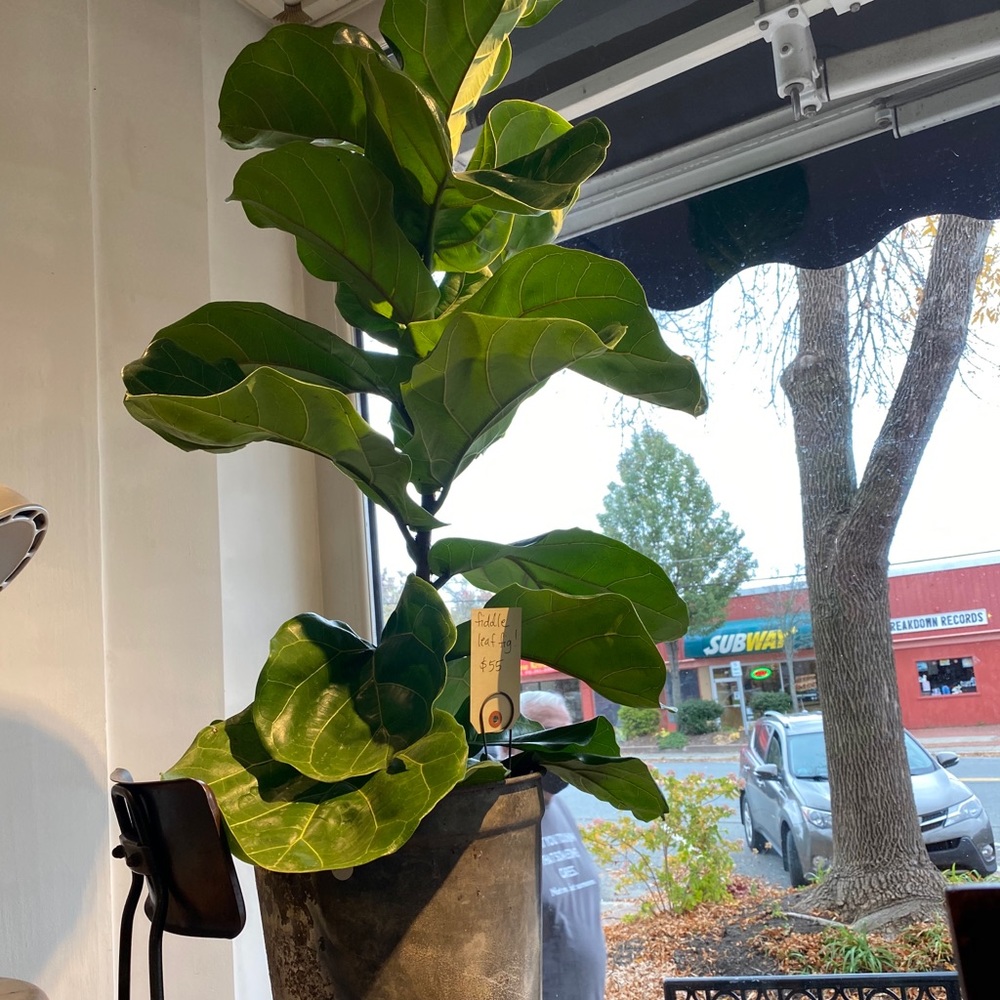 Meet your Posher, Catherine